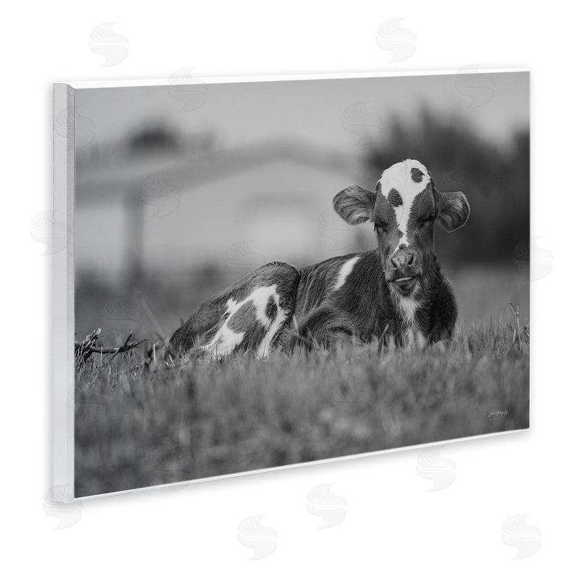 Dakota Diener | Resting Cow in Grass