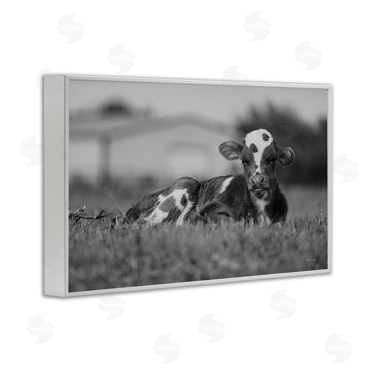 Resting Cow in Grass White Frame Print Wall Art, Home Decor by Dakota Diener