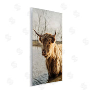 Dakota Diener | Peering Cattle in Water