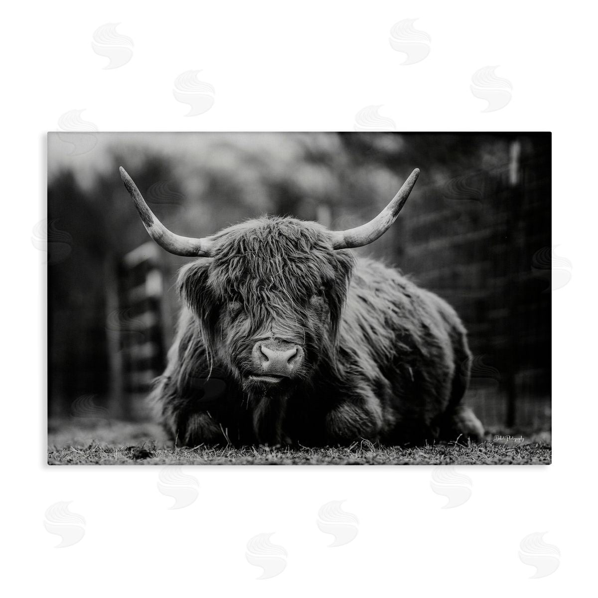 Cattle Laying in Grass Canvas Wall Art, Home Decor by Dakota Diener