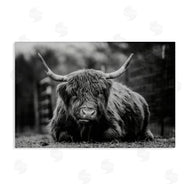 Dakota Diener | Cattle Laying in Grass