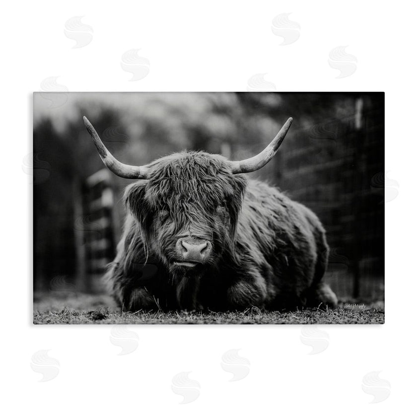 Dakota Diener | Cattle Laying in Grass