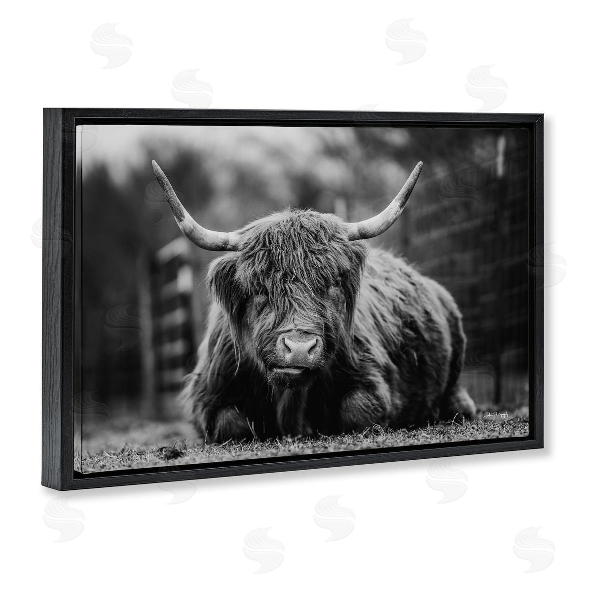 Cattle Laying in Grass Black Floating Frame Canvas Wall Art, Home Decor by Dakota Diener