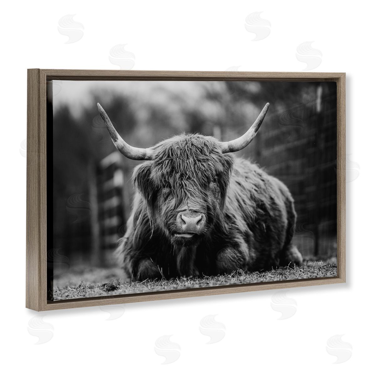 Cattle Laying in Grass Brown Floating Frame Canvas Wall Art, Home Decor by Dakota Diener