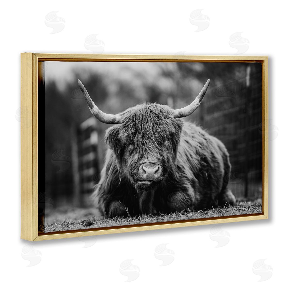 Cattle Laying in Grass Gold Floating Frame Canvas Wall Art, Home Decor by Dakota Diener