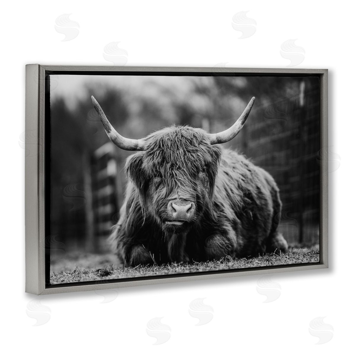 Cattle Laying in Grass Grey Floating Frame Canvas Wall Art, Home Decor by Dakota Diener