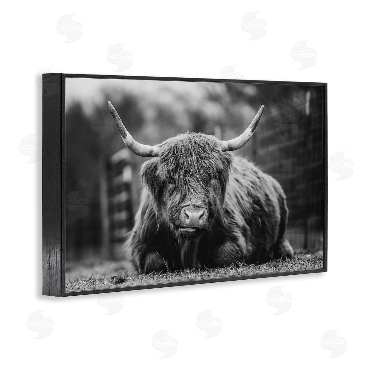 Cattle Laying in Grass Black Frame Print Wall Art, Home Decor by Dakota Diener
