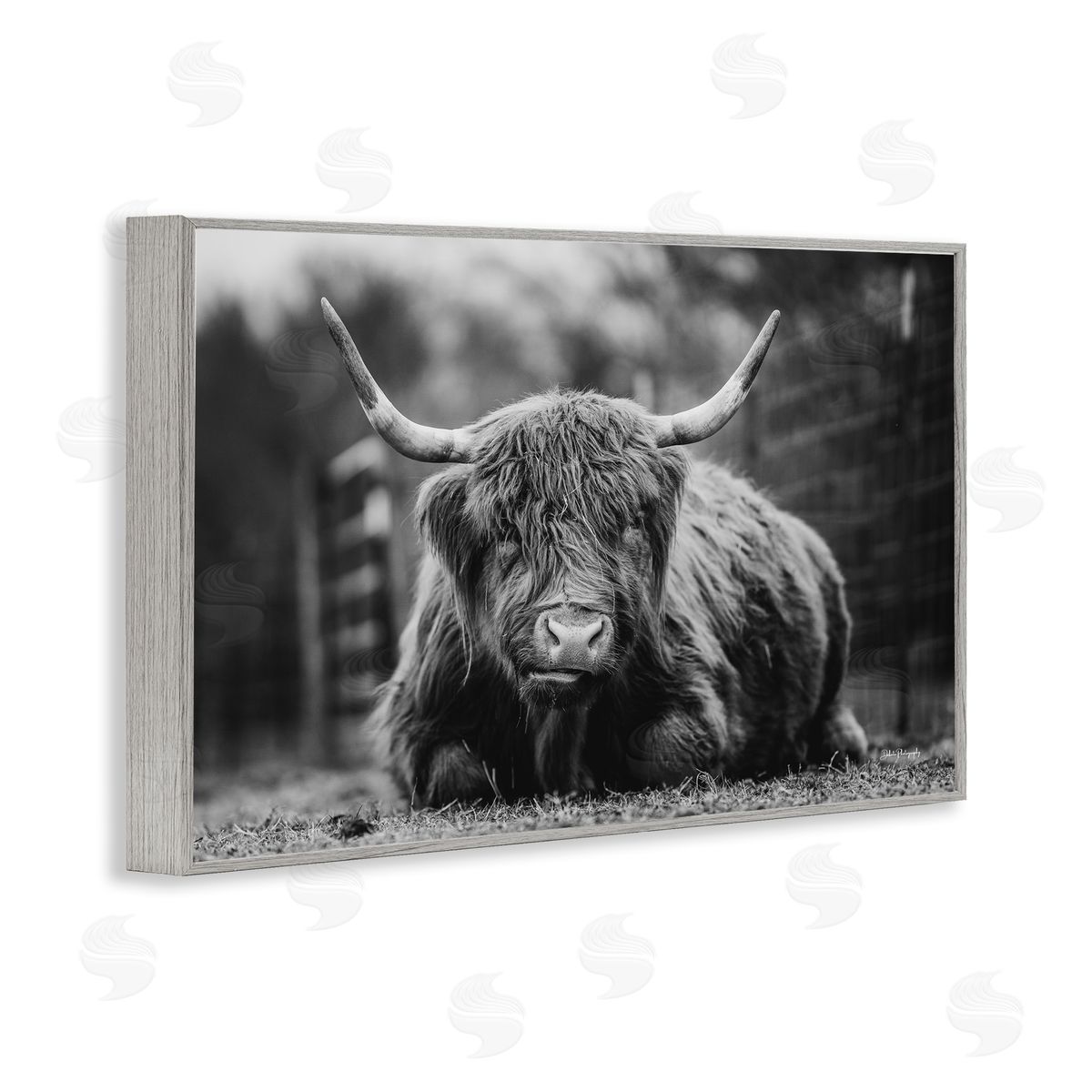 Cattle Laying in Grass Grey Frame Print Wall Art, Home Decor by Dakota Diener