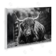 Dakota Diener | Cattle Laying in Grass