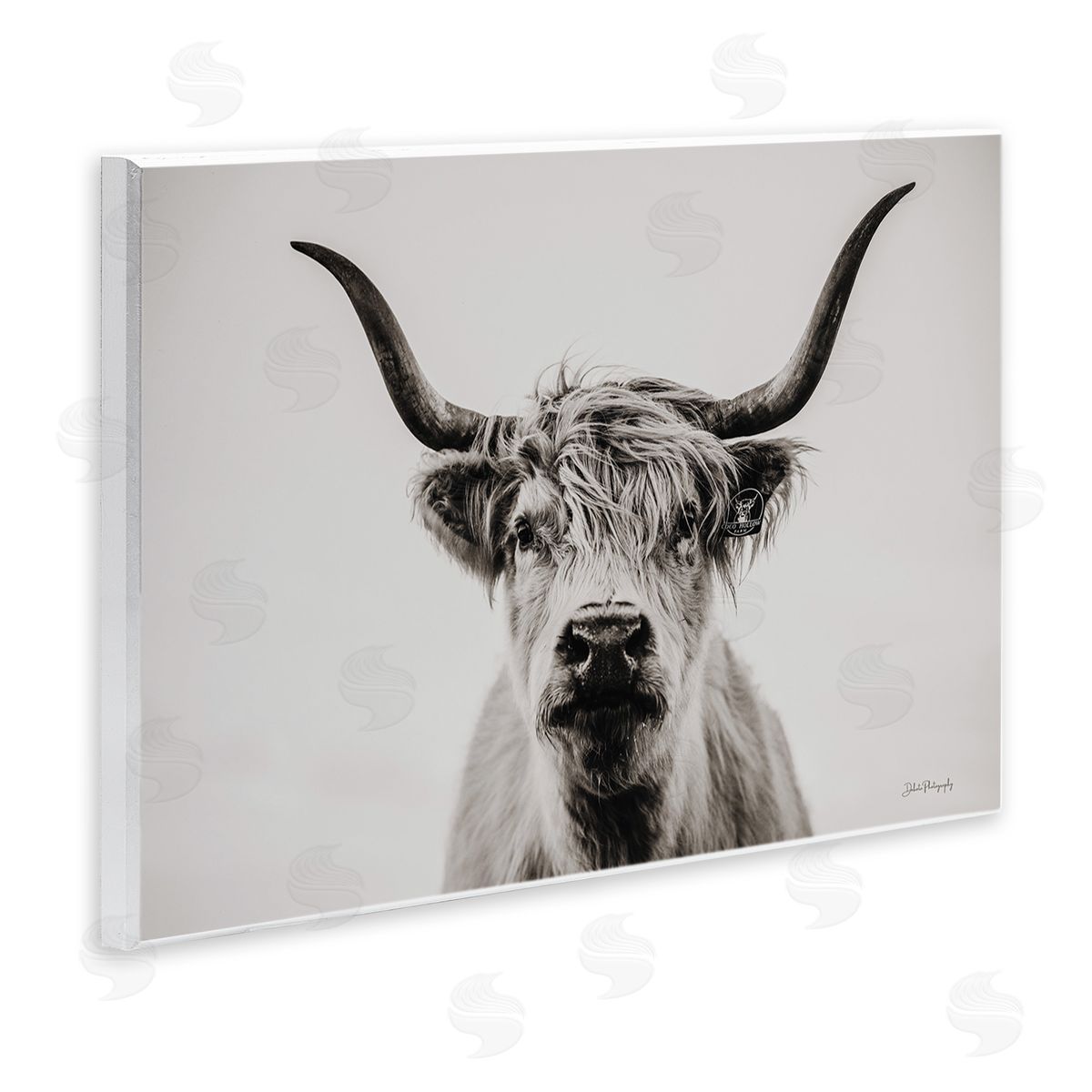 Calm Cattle Portrait Wood Plaque Wall Art, Home Decor by Dakota Diener