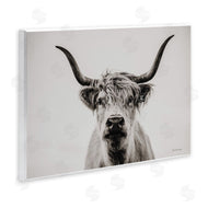 Dakota Diener | Calm Cattle Portrait