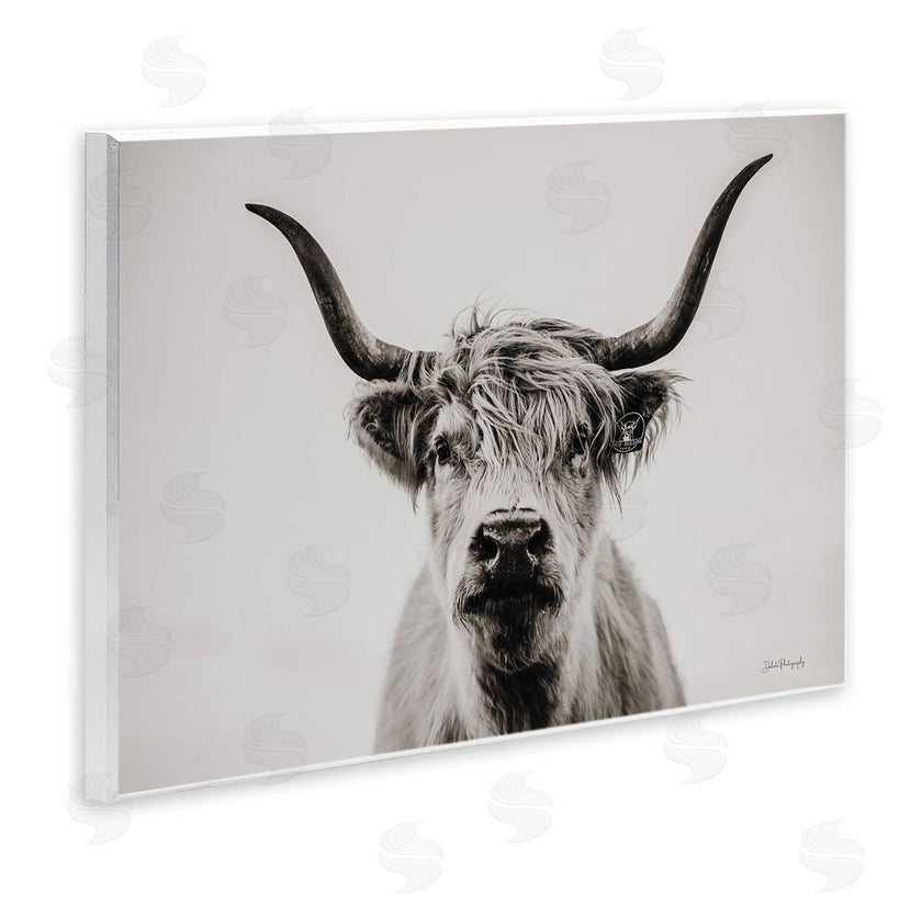 Dakota Diener | Calm Cattle Portrait
