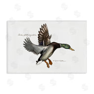 Jadei Graphics | Flying Mallard Duck