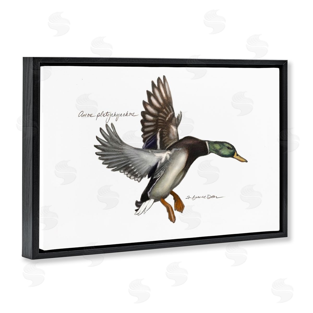 Flying Mallard Duck Black Floating Frame Canvas Wall Art, Home Decor by Jadei Graphics