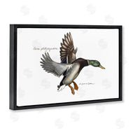 Jadei Graphics | Flying Mallard Duck