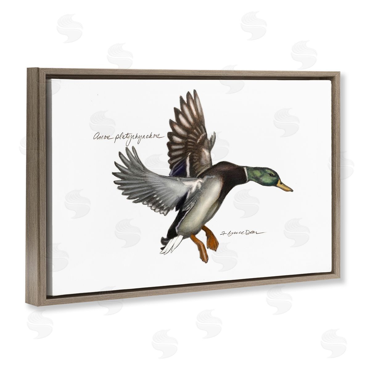 Flying Mallard Duck Brown Floating Frame Canvas Wall Art, Home Decor by Jadei Graphics