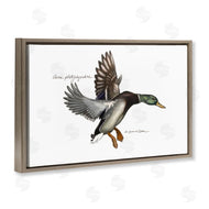 Jadei Graphics | Flying Mallard Duck