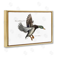 Jadei Graphics | Flying Mallard Duck