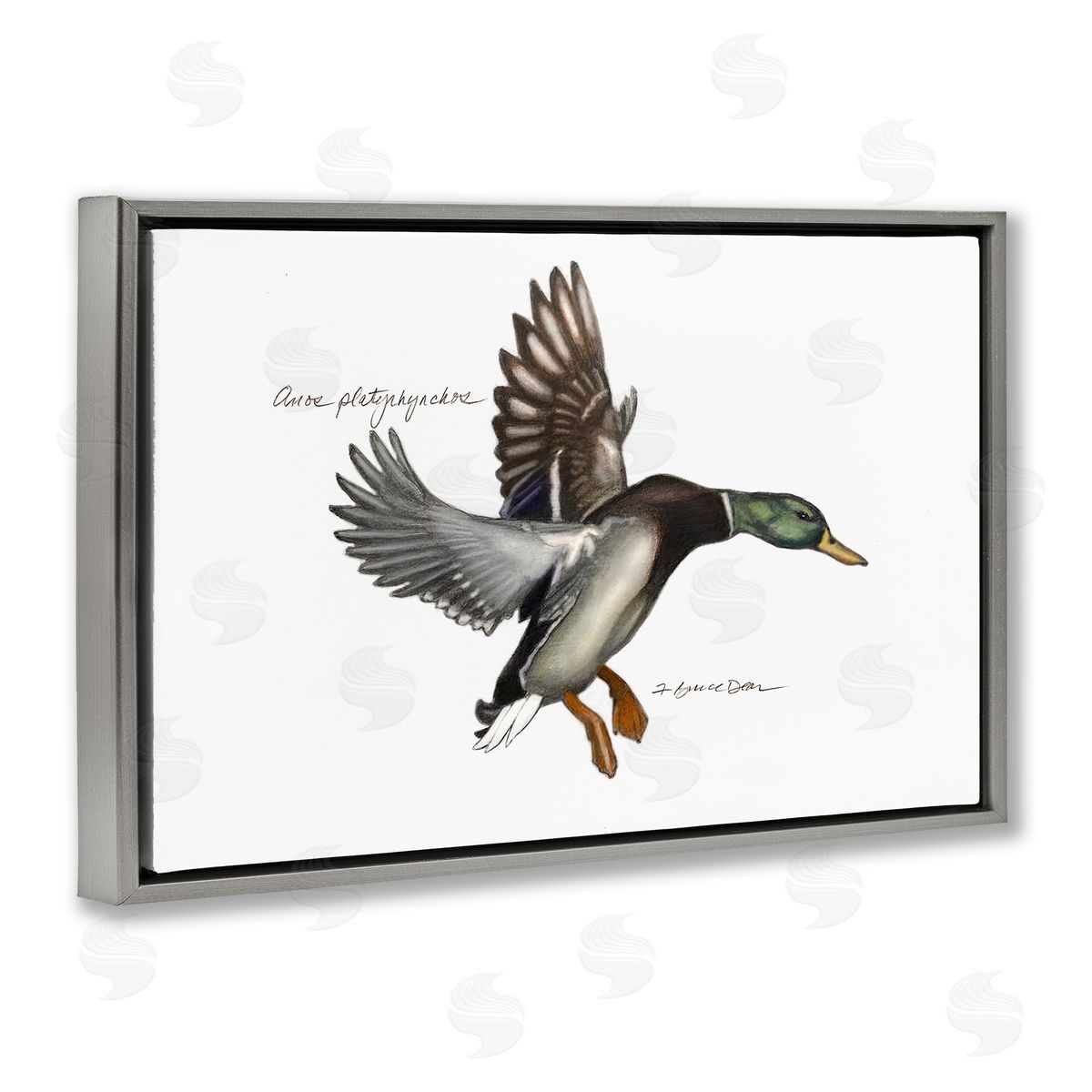 Flying Mallard Duck Grey Floating Frame Canvas Wall Art, Home Decor by Jadei Graphics