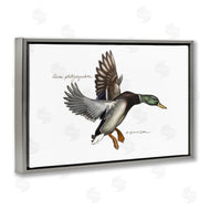Jadei Graphics | Flying Mallard Duck