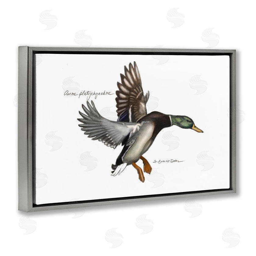Jadei Graphics | Flying Mallard Duck