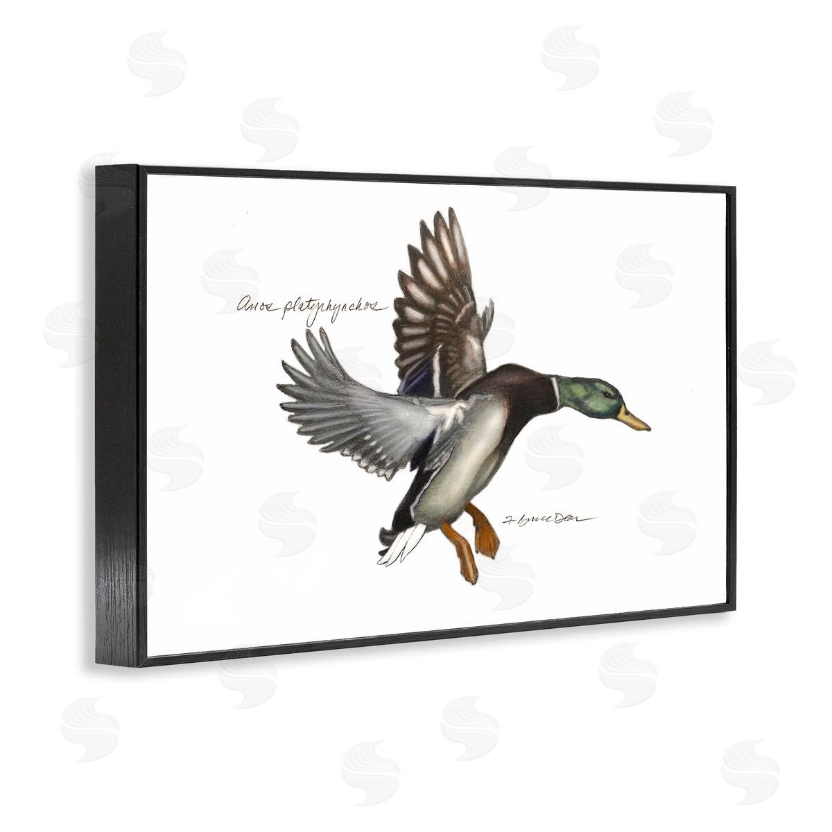 Flying Mallard Duck Black Frame Print Wall Art, Home Decor by Jadei Graphics