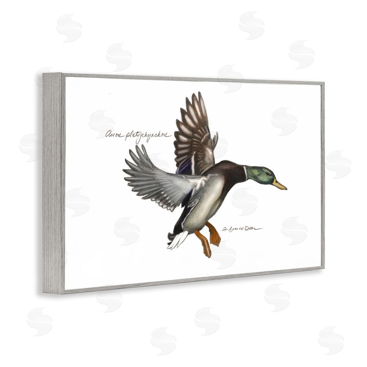 Flying Mallard Duck Grey Frame Print Wall Art, Home Decor by Jadei Graphics