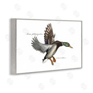 Jadei Graphics | Flying Mallard Duck