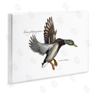 Jadei Graphics | Flying Mallard Duck