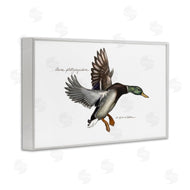 Jadei Graphics | Flying Mallard Duck
