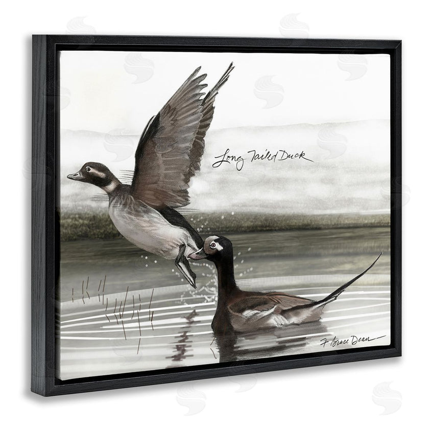 Jadei Graphics | Long Tailed Duck