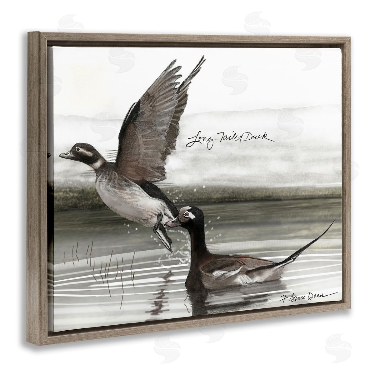Long Tailed Duck Brown Floating Frame Canvas Wall Art, Home Decor by Jadei Graphics