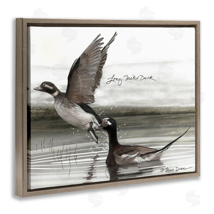 Jadei Graphics | Long Tailed Duck