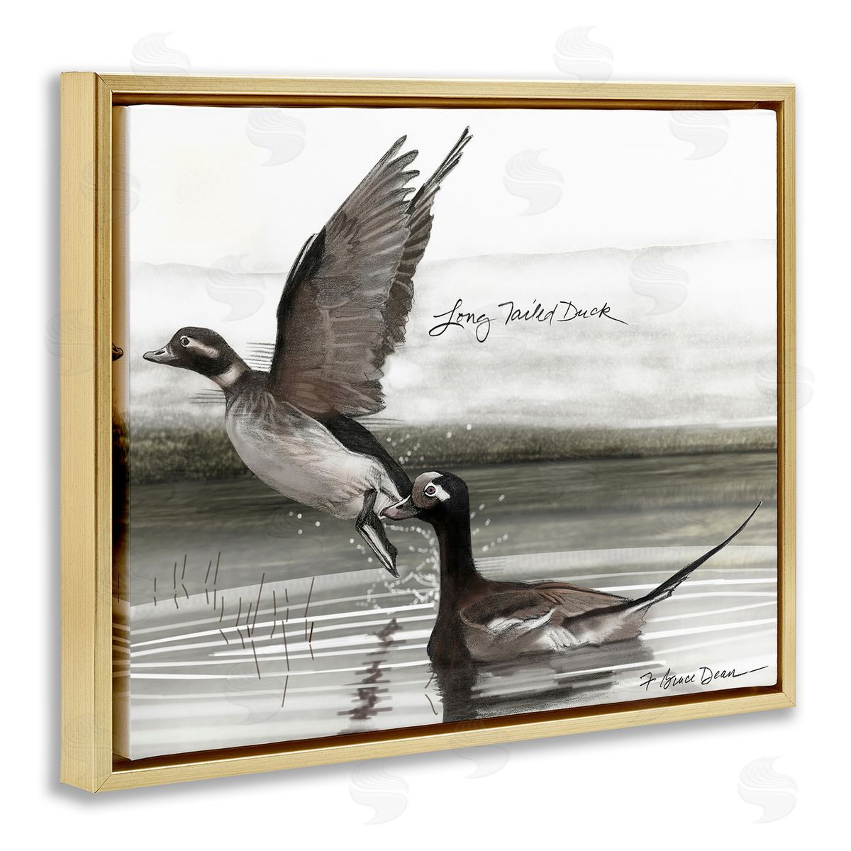 Long Tailed Duck Gold Floating Frame Canvas Wall Art, Home Decor by Jadei Graphics