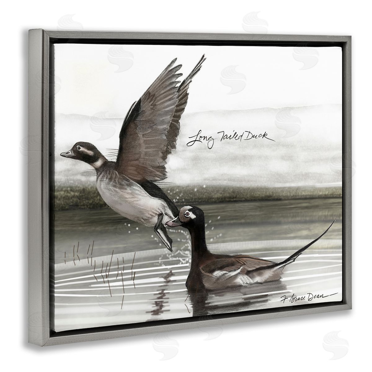 Long Tailed Duck Grey Floating Frame Canvas Wall Art, Home Decor by Jadei Graphics