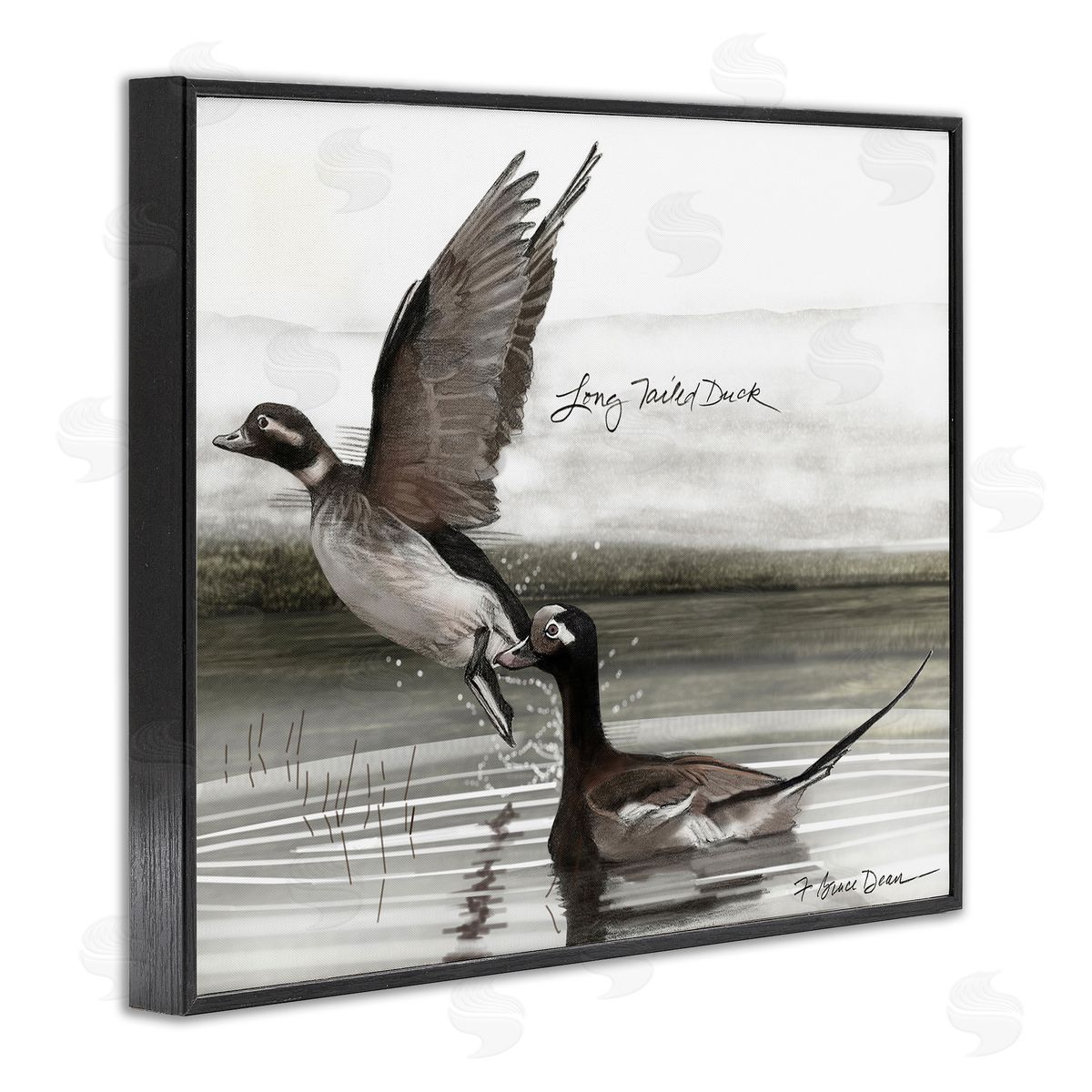 Long Tailed Duck Black Frame Print Wall Art, Home Decor by Jadei Graphics