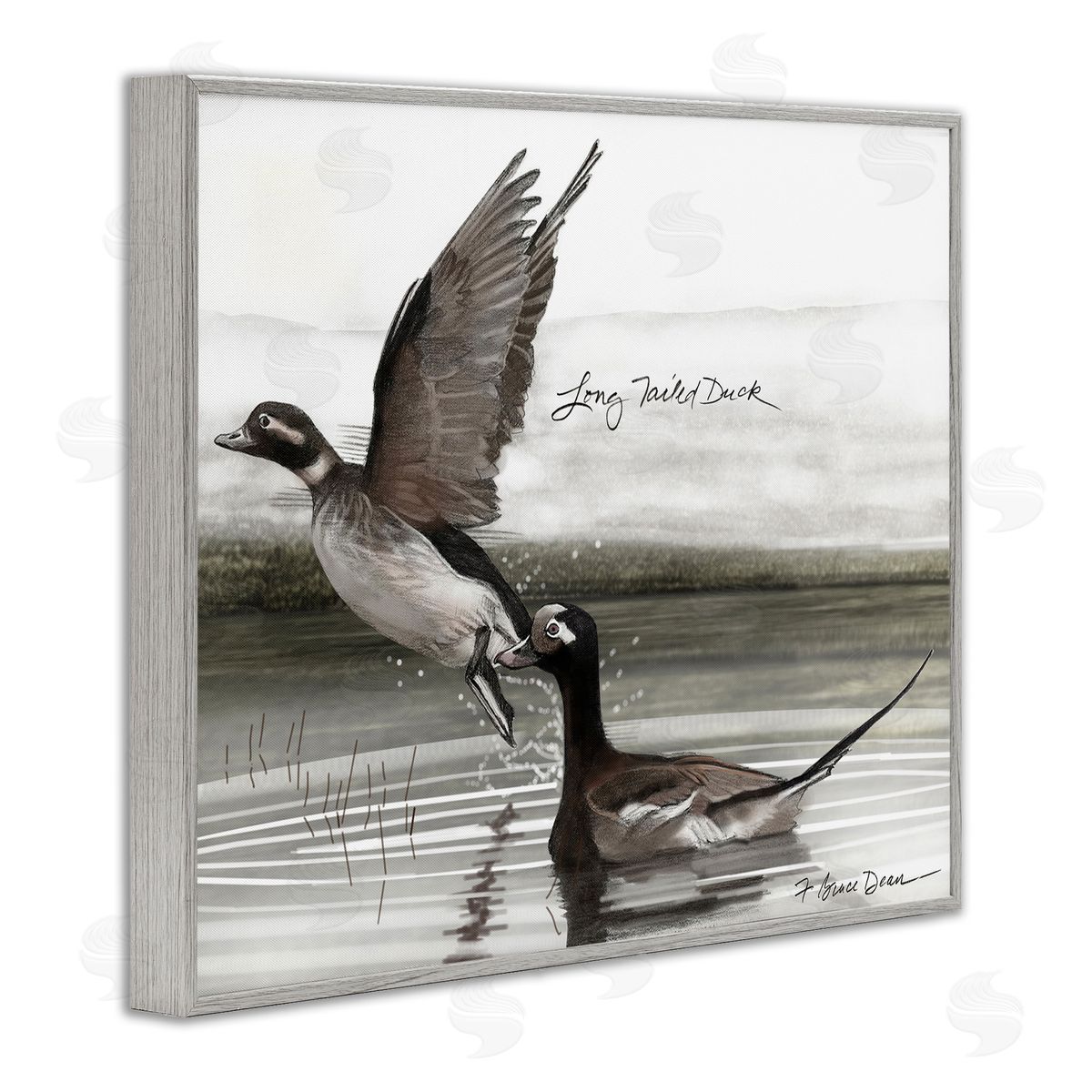 Long Tailed Duck Grey Frame Print Wall Art, Home Decor by Jadei Graphics
