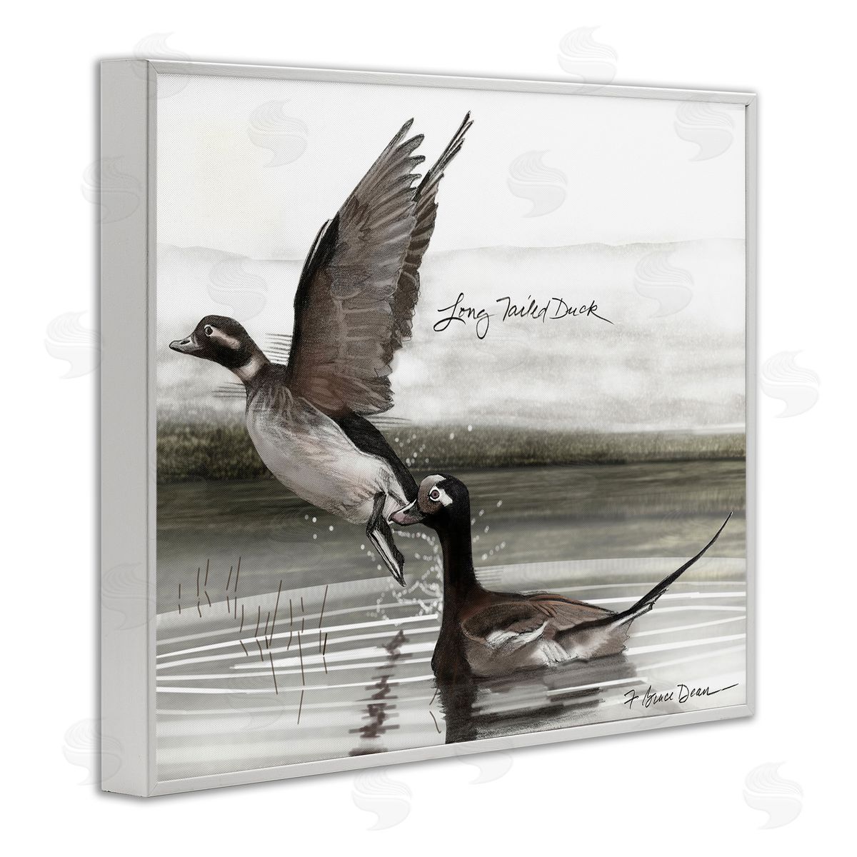 Long Tailed Duck White Frame Print Wall Art, Home Decor by Jadei Graphics