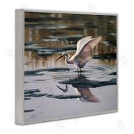 D. Rust | Swan Landing in Water