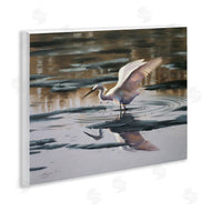 D. Rust | Swan Landing in Water