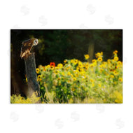 Carrie Ann Grippo-Pike | Owl Perched in Meadow