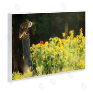 Carrie Ann Grippo-Pike | Owl Perched in Meadow
