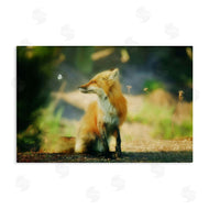 Carrie Ann Grippo-Pike | Fox Kit and Butterfly
