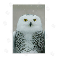 Carrie Ann Grippo-Pike | Snowy Owl Portrait