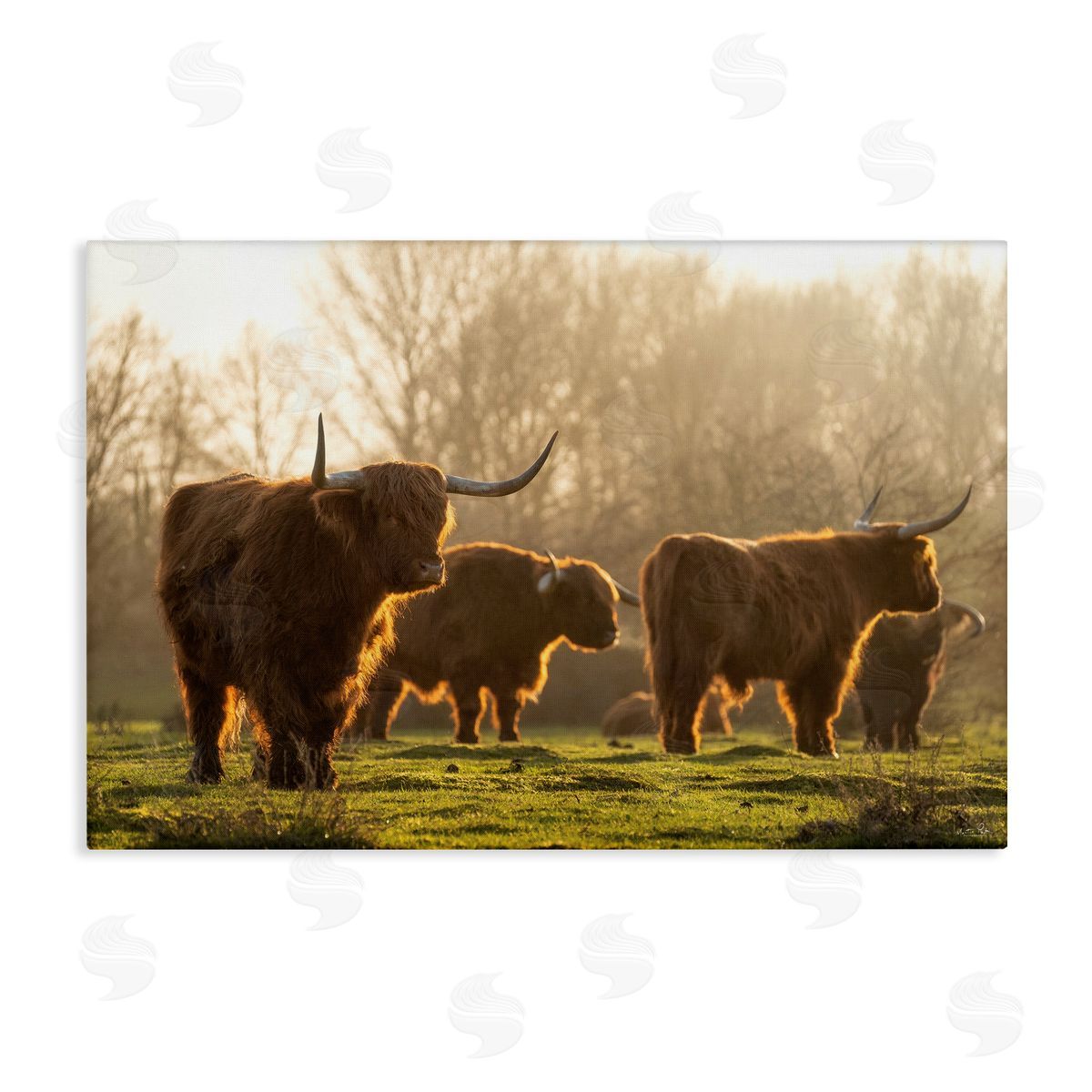 Longhorns in Foggy Pasture Canvas Wall Art, Home Decor by Martin Podt Photography
