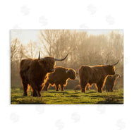 Martin Podt Photography | Longhorns in Foggy Pasture
