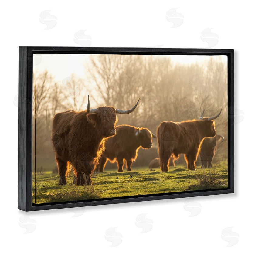 Martin Podt Photography | Longhorns in Foggy Pasture