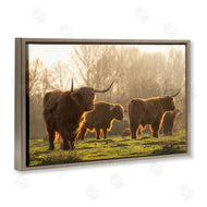 Martin Podt Photography | Longhorns in Foggy Pasture
