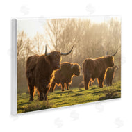 Martin Podt Photography | Longhorns in Foggy Pasture