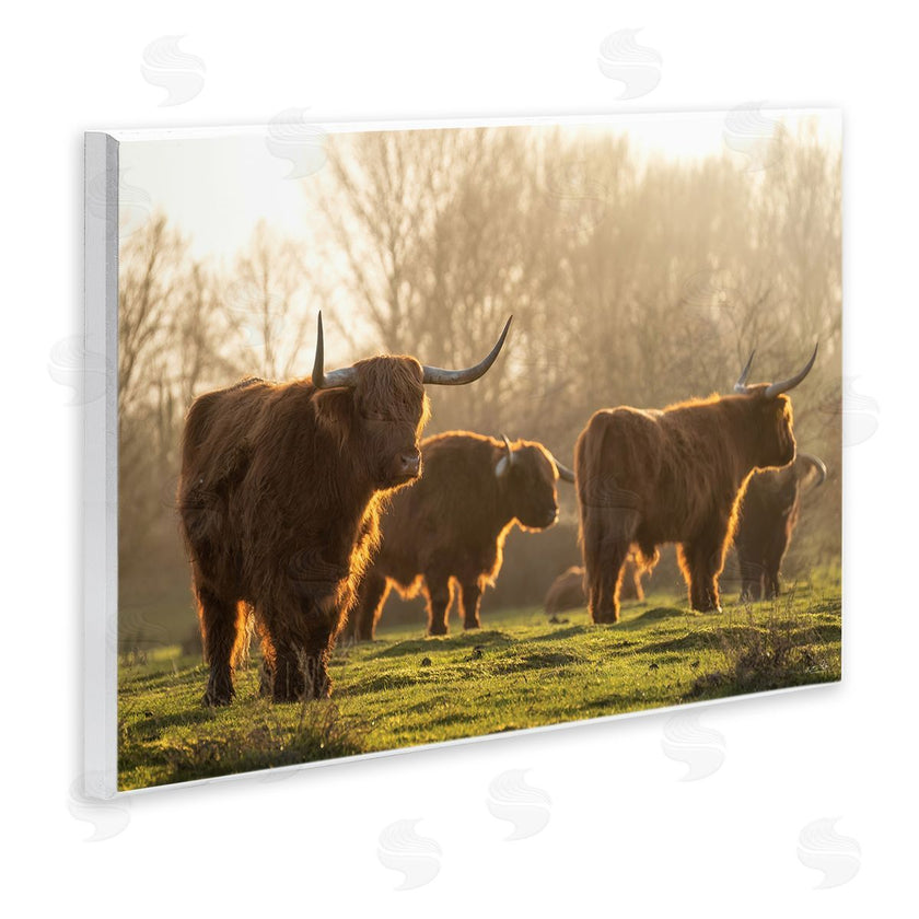 Martin Podt Photography | Longhorns in Foggy Pasture